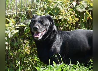 Poldi - netter ruhiger Senior sucht Zuhause als Einzelprinz