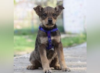 Melitta - verschmuste und freundliche kleine Dame