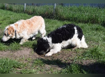 Elli - nette Hündin die Zeit und Geduld braucht