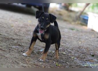 Spaghetti - freundliches & verspieltes Hundekind, liebt die Menschen