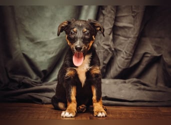 Spaghetti - freundliches & verspieltes Hundekind, liebt die Menschen