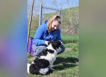 Elli - nette Hündin die Zeit und Geduld braucht