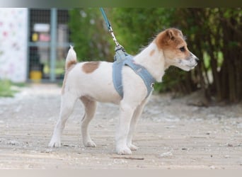 Emilia - zuckersüße, freundliche und verschmuste Welpen Hündin