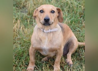 Pia - eine nette, freundliche, menschenbezogene Hündin