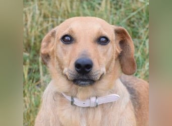 Pia - eine nette, freundliche, menschenbezogene Hündin