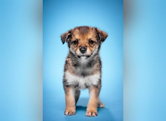 Bootsmann - freundlicher und verspielter kleiner Welpen Rüde