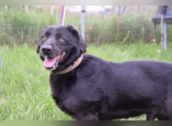 Poldi - netter ruhiger Senior sucht Zuhause als Einzelprinz