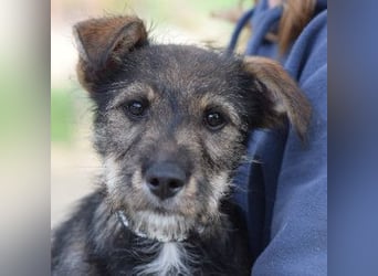 Thorsten - neugieriger, medium aktiver und verspielter Welpen Rüde