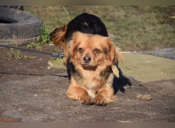 Felia - nette kleine Mischlingshündin die erst Vertrauen aufbauen muß