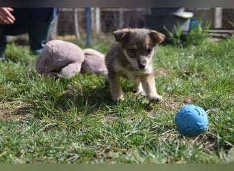 Bootsmann - freundlicher und verspielter kleiner Welpen Rüde