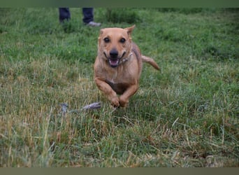 Pia - eine nette, freundliche, menschenbezogene Hündin