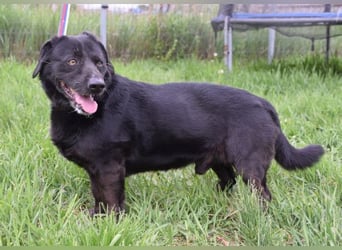 Poldi - netter ruhiger Senior sucht Zuhause als Einzelprinz