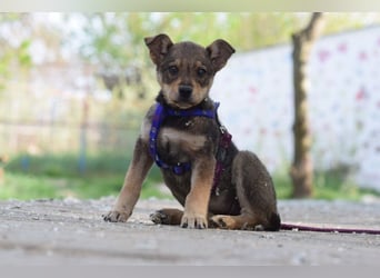 Melitta - verschmuste und freundliche kleine Dame