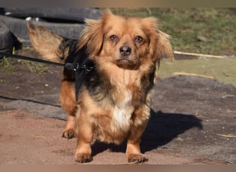 Felia - nette kleine Mischlingshündin die erst Vertrauen aufbauen muß