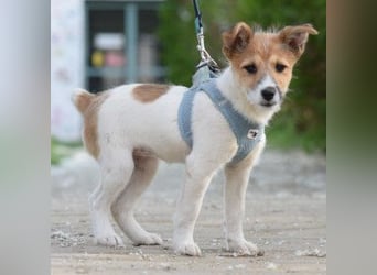 Emilia - zuckersüße, freundliche und verschmuste Welpen Hündin