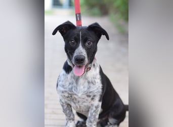 Guba - anfangs etwas vorsichtig, freundlich, neugierig & verschmust