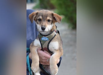 Bootsmann - freundlicher und verspielter kleiner Welpen Rüde