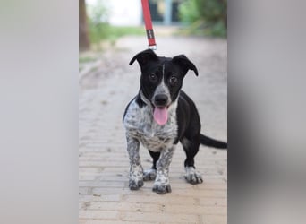 Guba - anfangs etwas vorsichtig, freundlich, neugierig & verschmust