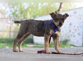 Melitta - verschmuste und freundliche kleine Dame