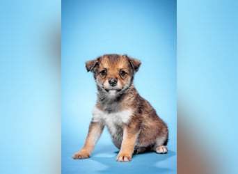 Bootsmann - freundlicher und verspielter kleiner Welpen Rüde