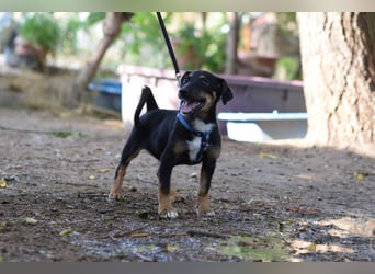 Spaghetti - freundliches & verspieltes Hundekind, liebt die Menschen
