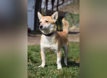 Valerie - auf PS in 45147 Essen - sehr nette, menschenbezogene und verschmuste Hündin