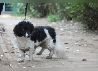 Elli - nette Hündin die Zeit und Geduld braucht