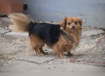 Felia - nette kleine Mischlingshündin die erst Vertrauen aufbauen muß