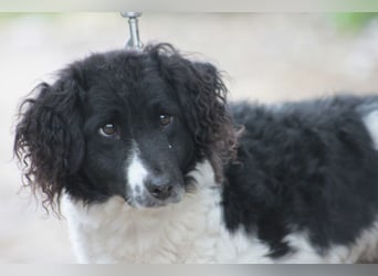 Elli - nette Hündin die Zeit und Geduld braucht