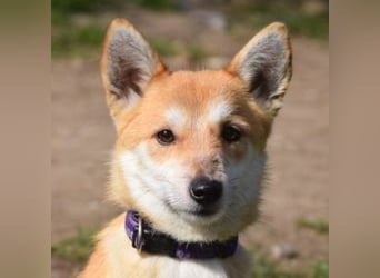 Valerie - auf PS in 45147 Essen - sehr nette, menschenbezogene und verschmuste Hündin