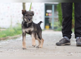 Thorsten - neugieriger, medium aktiver und verspielter Welpen Rüde