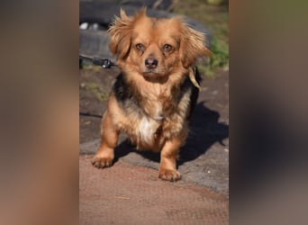 Felia - nette kleine Mischlingshündin die erst Vertrauen aufbauen muß