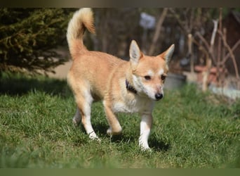 Valerie - auf PS in 45147 Essen - sehr nette, menschenbezogene und verschmuste Hündin