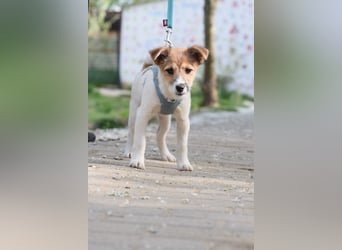 Emilia - zuckersüße, freundliche und verschmuste Welpen Hündin