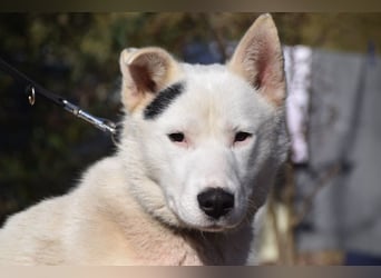 Danilo - auf PS in 53797 Lohmar - anfangs etwas vorsichtig, freundlich & verschmust