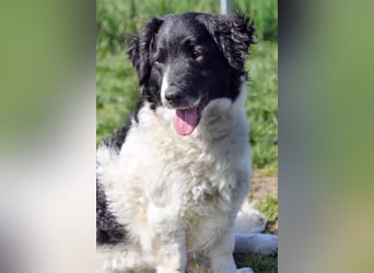 Elli - nette Hündin die Zeit und Geduld braucht