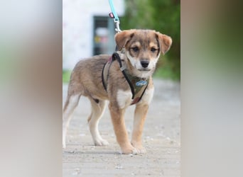 Bootsmann - freundlicher und verspielter kleiner Welpen Rüde