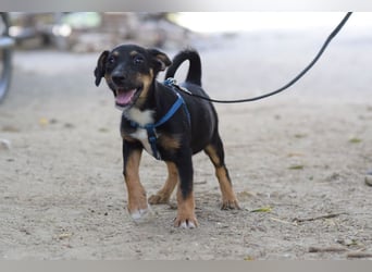 Spaghetti - freundliches & verspieltes Hundekind, liebt die Menschen