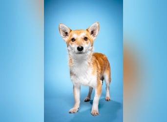 Valerie - auf PS in 45147 Essen - sehr nette, menschenbezogene und verschmuste Hündin