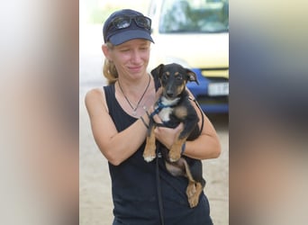 Spaghetti - freundliches & verspieltes Hundekind, liebt die Menschen
