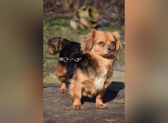 Felia - nette kleine Mischlingshündin die erst Vertrauen aufbauen muß