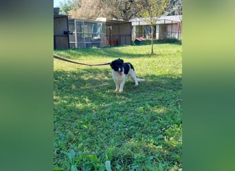 Elli - nette Hündin die Zeit und Geduld braucht