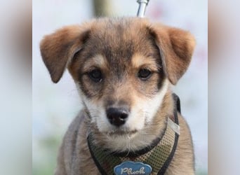 Bootsmann - freundlicher und verspielter kleiner Welpen Rüde