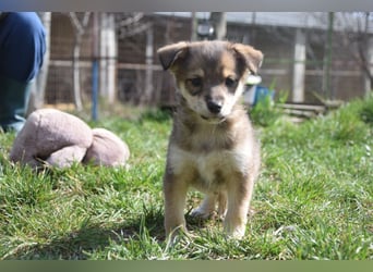 Bootsmann - freundlicher und verspielter kleiner Welpen Rüde