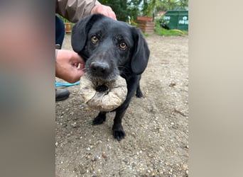 Poldi - netter ruhiger Senior sucht Zuhause als Einzelprinz