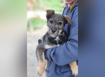 Thorsten - neugieriger, medium aktiver und verspielter Welpen Rüde