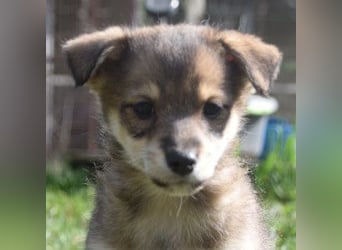 Bootsmann - freundlicher und verspielter kleiner Welpen Rüde