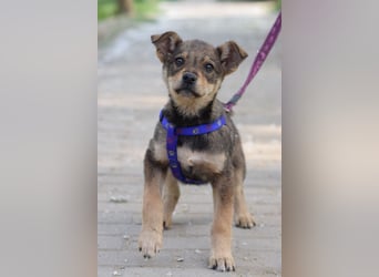 Melitta - verschmuste und freundliche kleine Dame