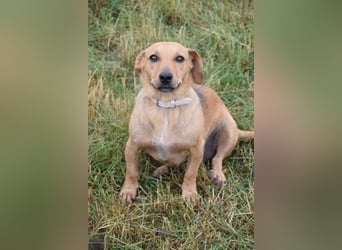 Pia - eine nette, freundliche, menschenbezogene Hündin