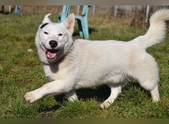 Danilo - auf PS in 53797 Lohmar - anfangs etwas vorsichtig, freundlich & verschmust